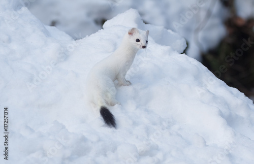 Foto Ermine (Mustela erminea) Ermellino