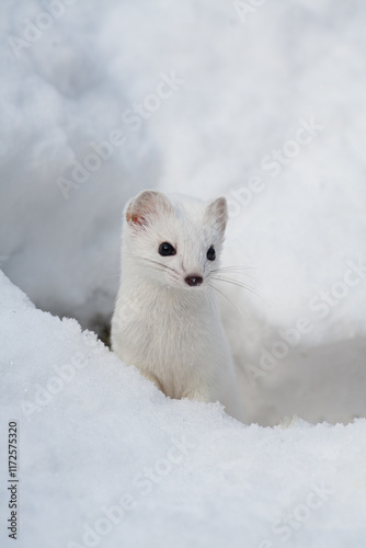 Ermine (Mustela erminea) Ermellino