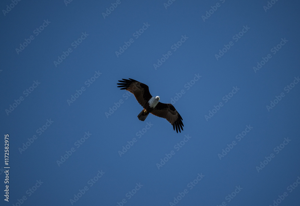 White-headed Fishing Sea Eagle hunting in Thailand White-headed Fishing Sea Eagle hunting in Thailand