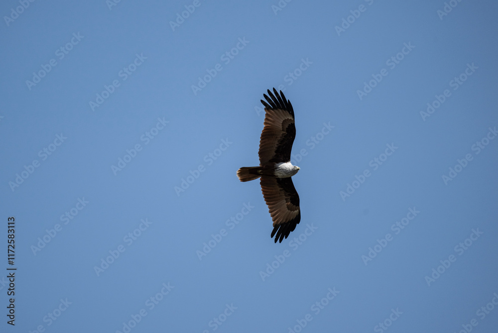 Obraz premium White-headed Fishing Sea Eagle hunting in Thailand