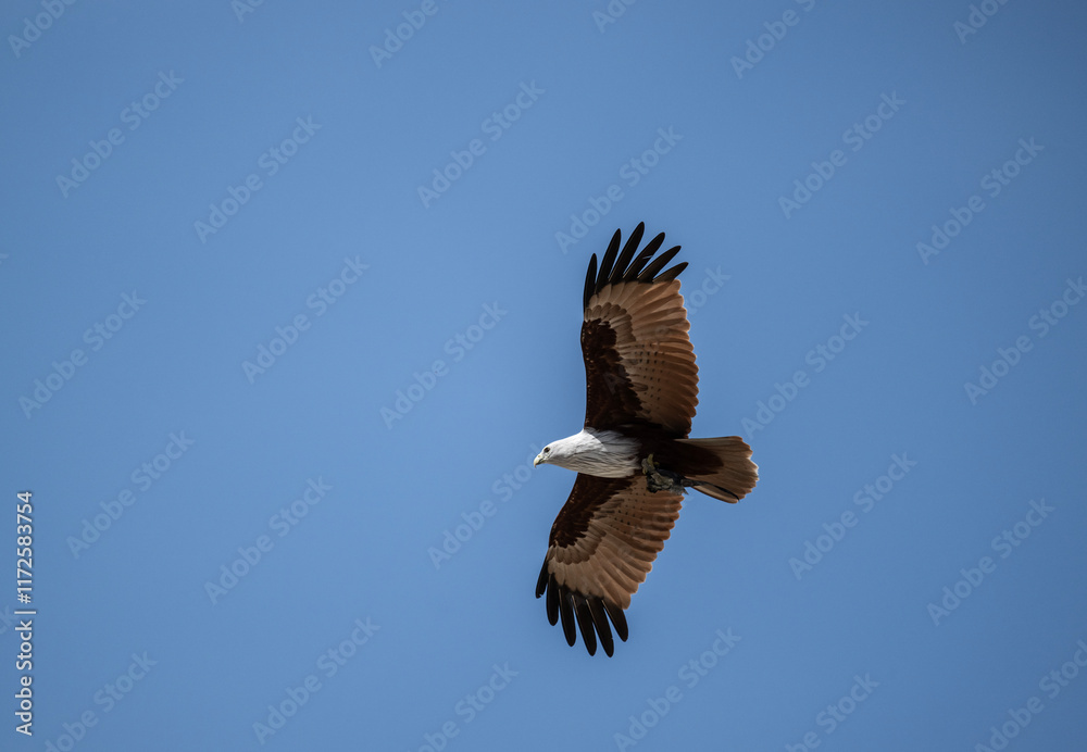 Naklejka premium White-headed Fishing Sea Eagle hunting in Thailand