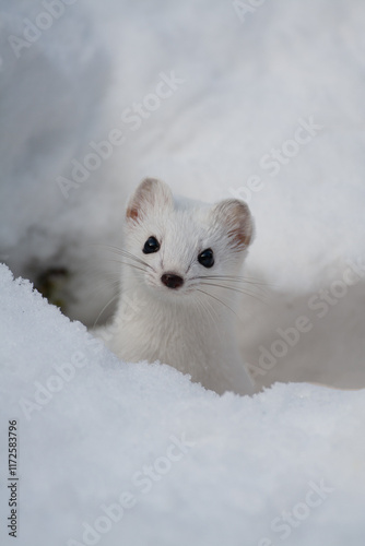 Ermine (Mustela erminea) Ermellino