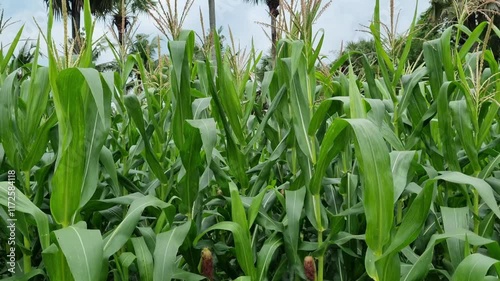 Fresh and cool corn plantations with a cloudy sky as a background in Pamekasan, Indonesia photo