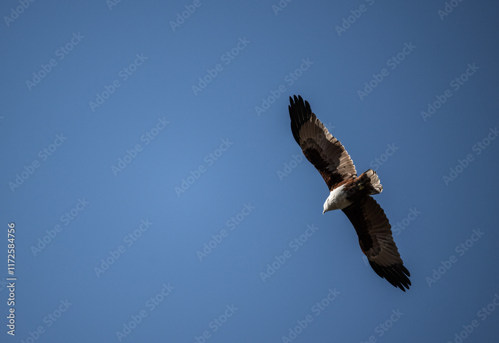 White-headed Fishing Sea Eagle hunting in Thailand White-headed Fishing Sea Eagle hunting in Thailand