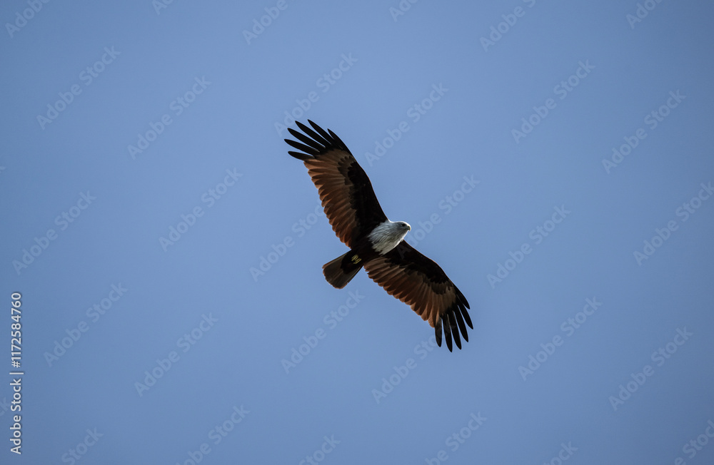 Naklejka premium White-headed Fishing Sea Eagle hunting in Thailand