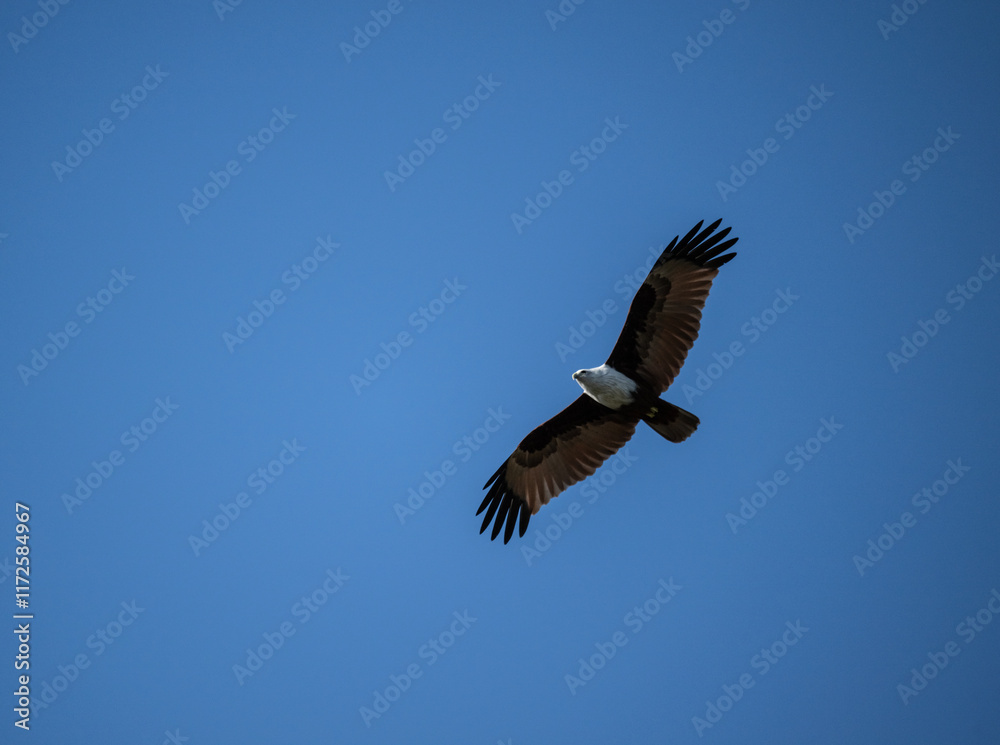 Obraz premium White-headed Fishing Sea Eagle hunting in Thailand