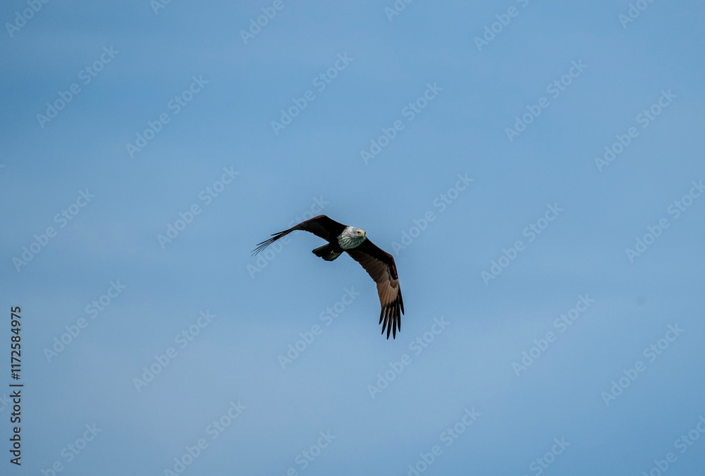 White-headed Fishing Sea Eagle hunting in Thailand White-headed Fishing Sea Eagle hunting in Thailand