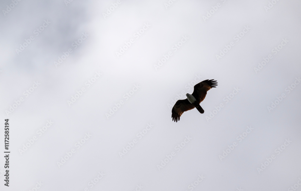 White-headed Fishing Sea Eagle hunting in Thailand White-headed Fishing Sea Eagle hunting in Thailand