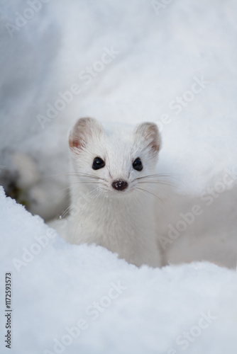 Ermine (Mustela erminea) Ermellino