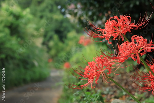 伊勢原・日向の彼岸花の群生　かながわの花の名所１００選 photo