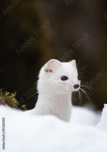 Ermine (Mustela erminea) Ermellino