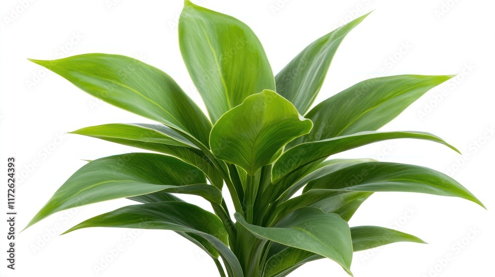 Lush green plant with broad leaves, ideal for indoor decoration. Lush green plant with broad leaves, ideal for indoor decoration.