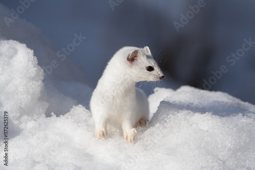 Ermine (Mustela erminea) Ermellino