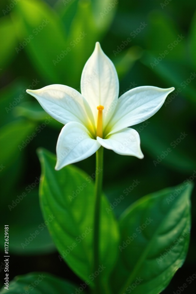 A Single Vanilla Flower on a Green Leafy Stem, stem, branch, garden A Single Vanilla Flower on a Green Leafy Stem, stem, branch, garden