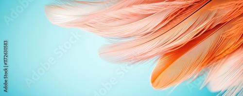 Wallpaper Mural Feather abstract background concept. Delicate pink and orange feathers gently flowing against a soft blue background. Torontodigital.ca