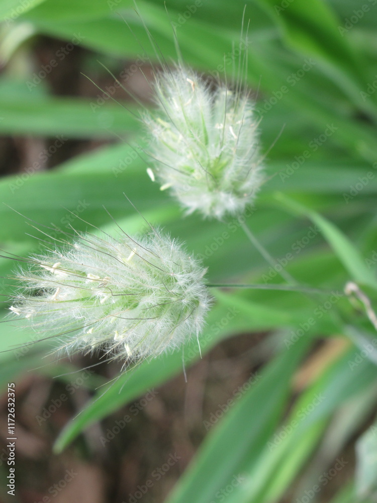 Fototapeta premium Zbliżenie na kwiat ozdobnej trawy