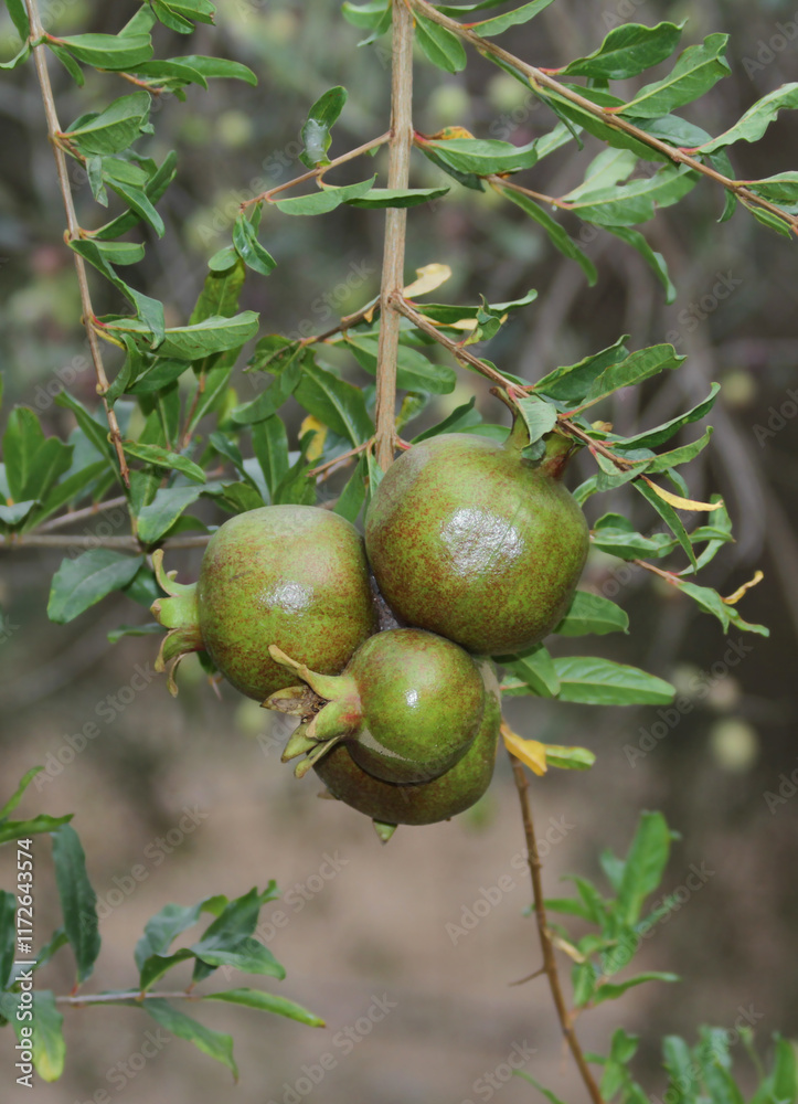 Obraz premium Unripe Green Pomegranate fruits growing on Tree in Kozan, Turkey
