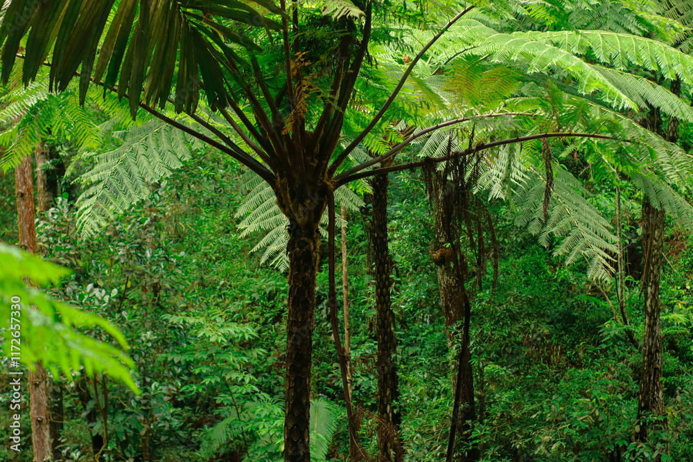 A serene view of a tropical forest canopy filled with lush greenery, capturing the essence of nature's tranquility and the vibrant life of a rainforest A serene view of a tropical forest canopy filled with lush greenery, capturing the essence of nature's tranquility and the vibrant life of a rainforest