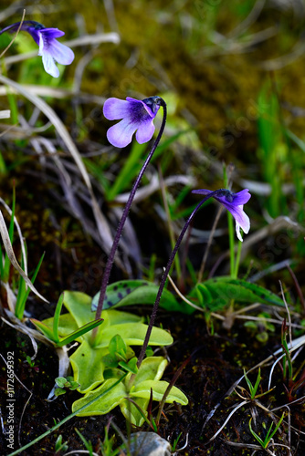 Gemeines Fettkraut // common butterwort (Pinguicula vulgaris) - Prokletije Nationalpark, Montenegro photo