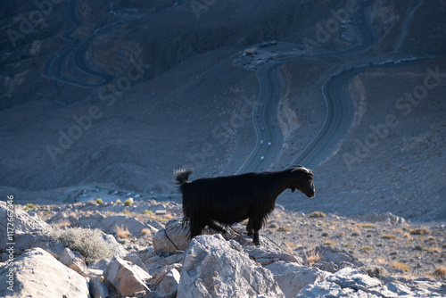 Jebel Jais, the UAE's tallest peak, offers breathtaking views, thrilling ziplines, and cool weather. A serene retreat for adventurers and nature lovers with stunning sunsets.