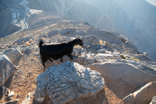 Jebel Jais, the UAE's tallest peak, offers breathtaking views, thrilling ziplines, and cool weather. A serene retreat for adventurers and nature lovers with stunning sunsets.
