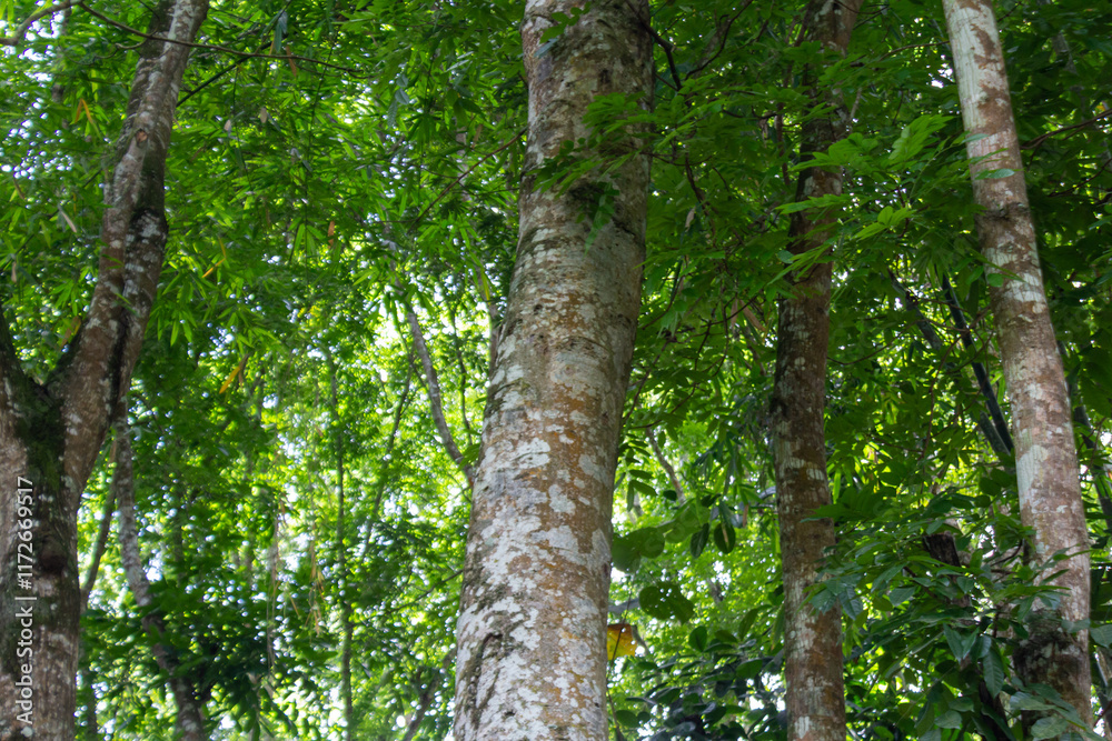 Fototapeta premium Tree Trunk with Natural Texture
