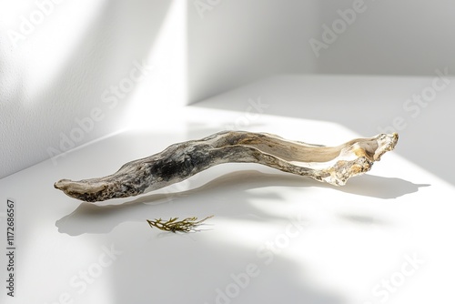 glossy studio shot of small piece of driftwood with weathered textures resting on bright white surface photo