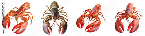 Close up detailed view of various vibrant colored crustacean seafood delicacies including lobster crayfish shrimp and prawn  Showcasing their natural shell textures patterns