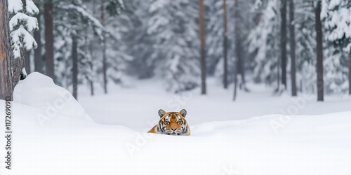 A serene scene of an Amur tiger lying peacefully in the snow beneath towering pine trees photo