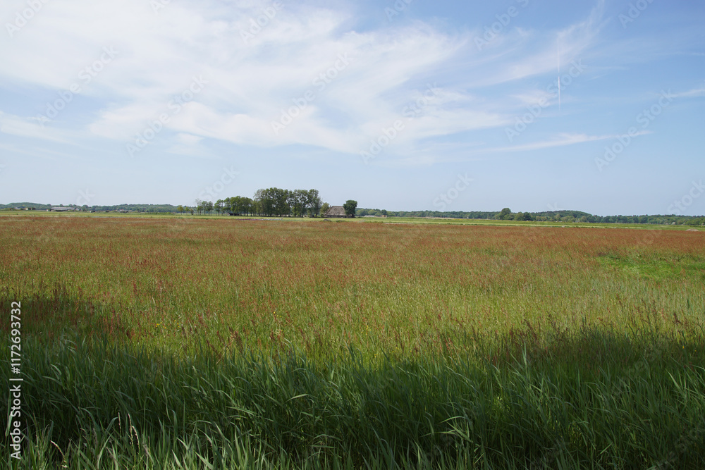 Dutch grassland overgrown with flowering sorrel (Rumex acetosa) in spring. Dunes in the distance. Horizon.
