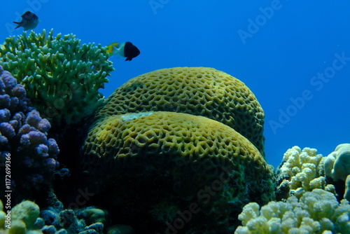 Fototapeta Naklejka Na Ścianę i Meble -  Undersea coral reef view, Red Sea, Egypt, Sharm El Sheikh, Montazah Bay