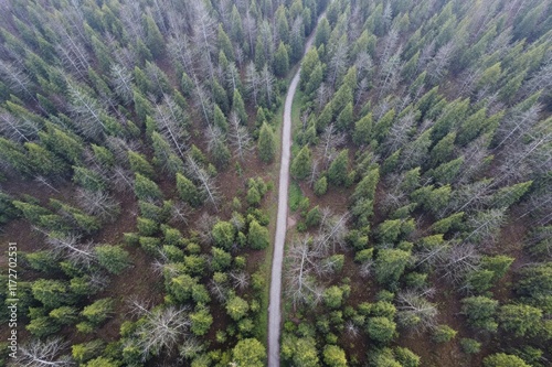 Aerial view of a walking path across the forest with trees. photo