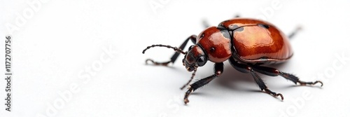 Brown beetle with metallic sheen on white background, insect, shadow photo