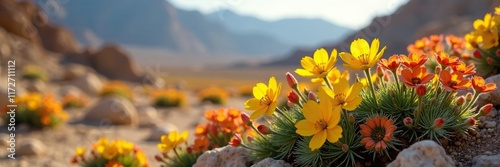 Foliage and flowers of Zygophyllum fontanesii in full bloom, desert flowers, fontanesii photo