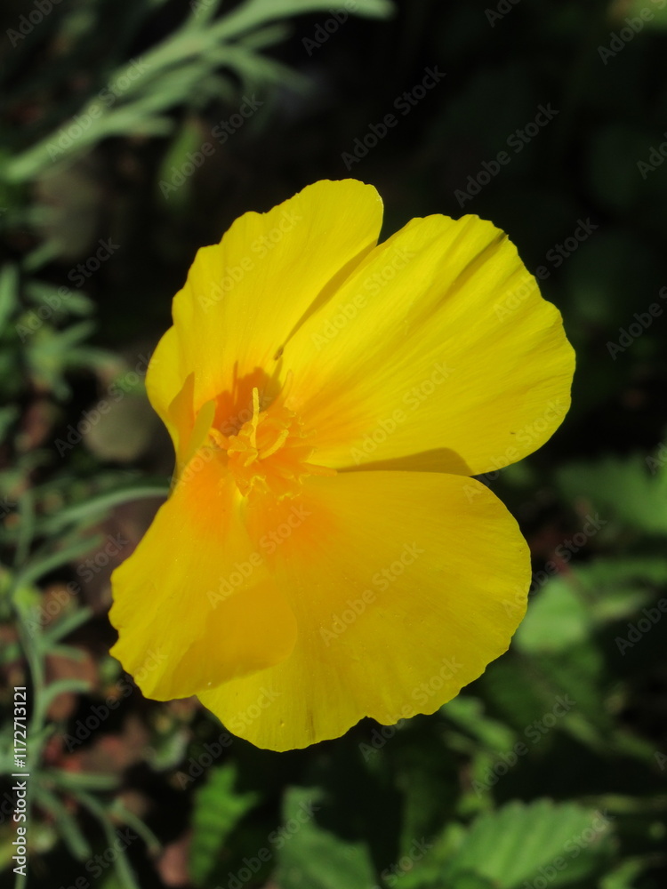 Zbliżenie na kwiaty rośliny z gatunku Eschscholzia californica Zbliżenie na kwiaty rośliny z gatunku Eschscholzia californica