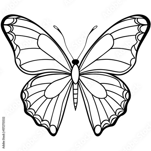 butterfly illustration