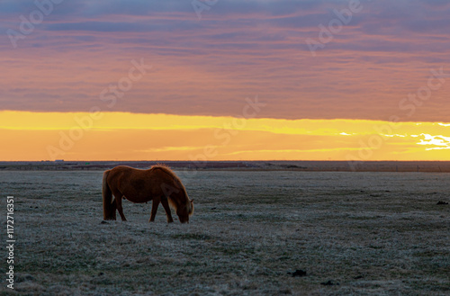 horses in Iceland