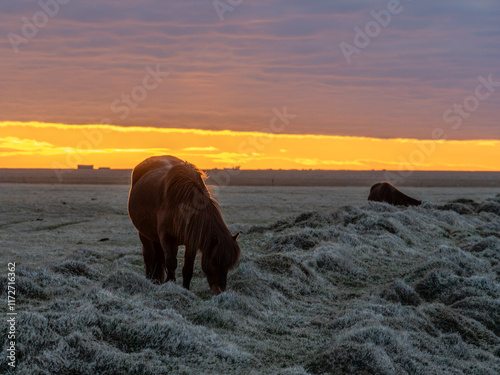 horses in Iceland