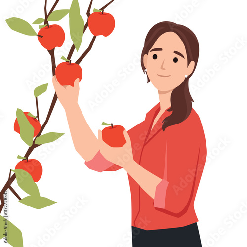 Woman picking apples.Harvest concept. Flat vector illustration isolated on white background