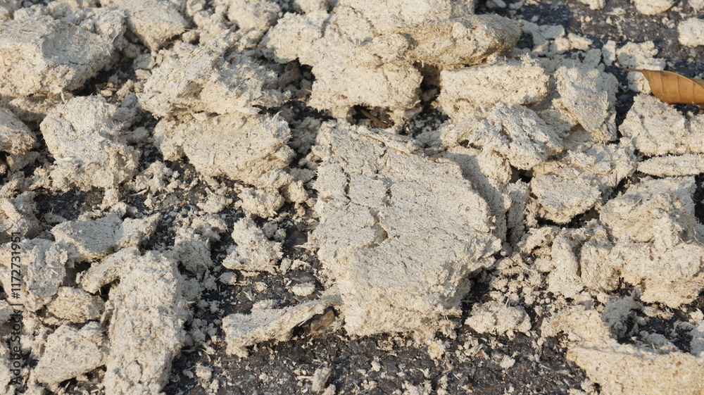 Close-up of Broken Pieces of Dried, Light Beige-Colored Material on Asphalt Close-up of Broken Pieces of Dried, Light Beige-Colored Material on Asphalt