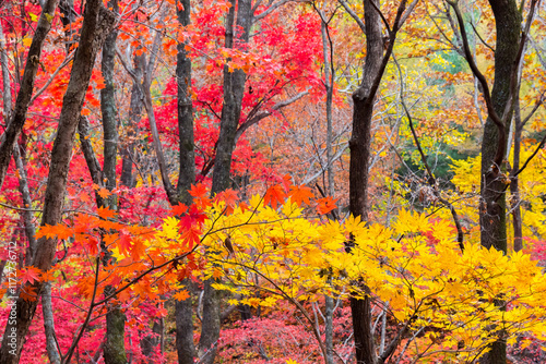 Yellow and red leaves in the mountains near Benxi, China photo