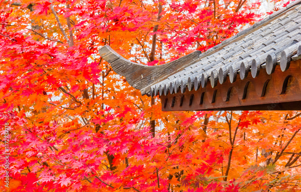 Traditional chinese style roof in front of red autumn leaves near Benxi, China