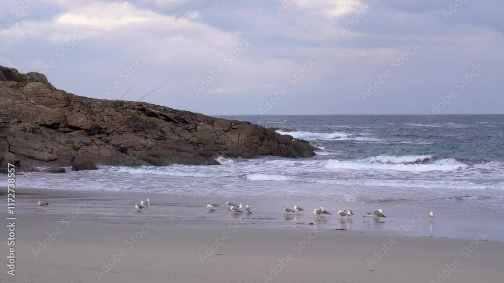 Gaviotas en una playa de la costa Gallega en el Norte de España. Enero de 2025. Gaviotas en una playa de la costa Gallega en el Norte de España. Enero de 2025.