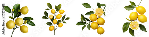 Lush green lemon tree branches with vibrant yellow ripe lemons growing against a backdrop of leaves in an organic garden or orchard setting  This image represents the fresh healthy