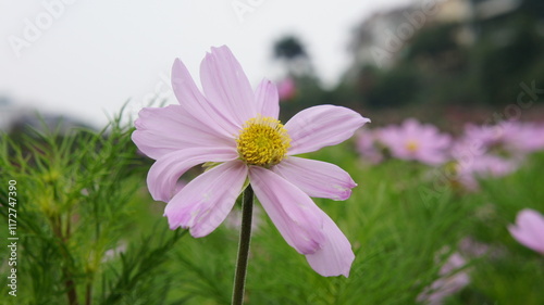 Delicate Pink Cosmos Flower in a Field