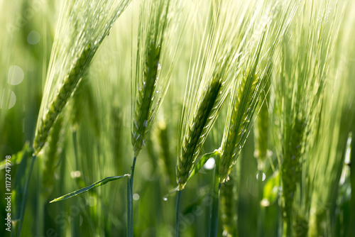 dettaglio di un campo di grano