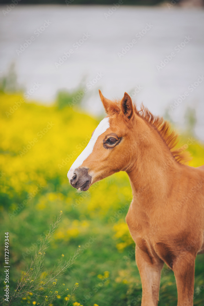 Fototapeta premium little red foal standing on a background of green grass and yellow flowers. Portrait of a thoroughbred colt grazing in a meadow. beautiful portrait of a pretty young chestnut foal. 