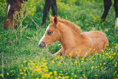 little red foal laying on a background of green grass and yellow flowers.  Portrait of a thoroughbred colt grazing in a meadow. beautiful portrait of a pretty young chestnut foal. 