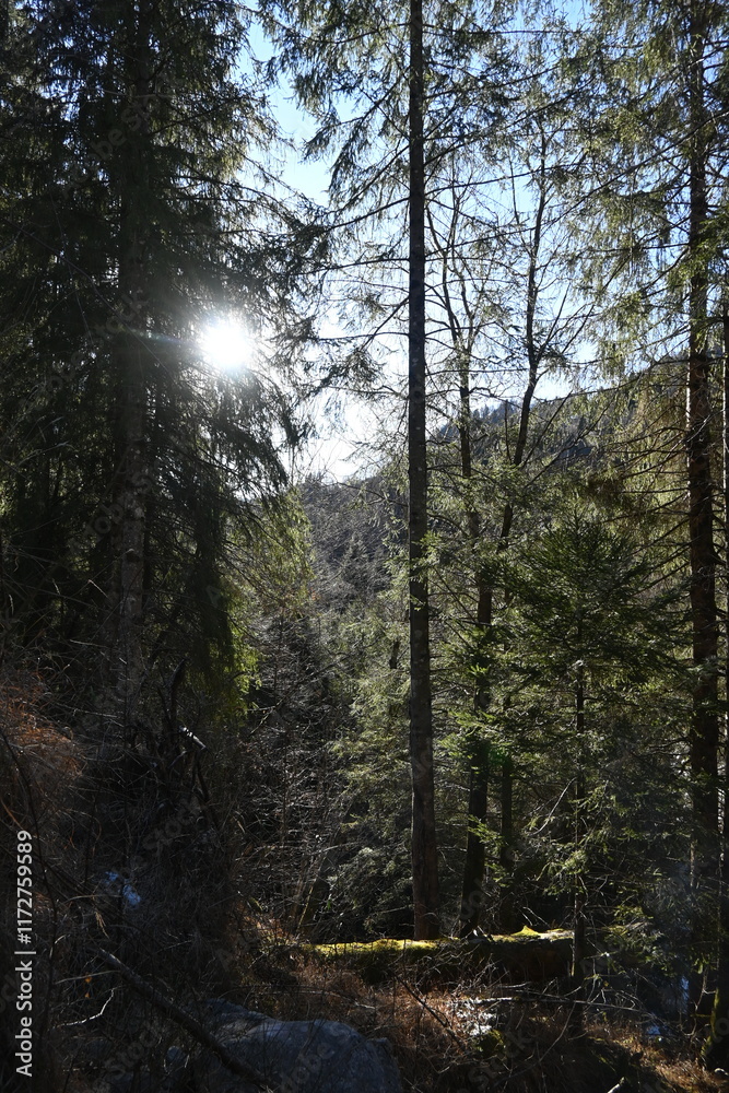 Fototapeta premium pine trees in the forest