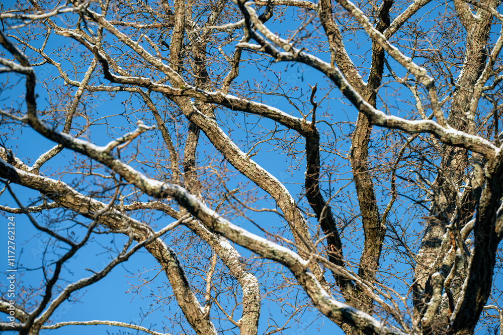 branches against blue sky, nacka,sweden,sverige,mats.winter,season branches against blue sky, nacka,sweden,sverige,mats.winter,season